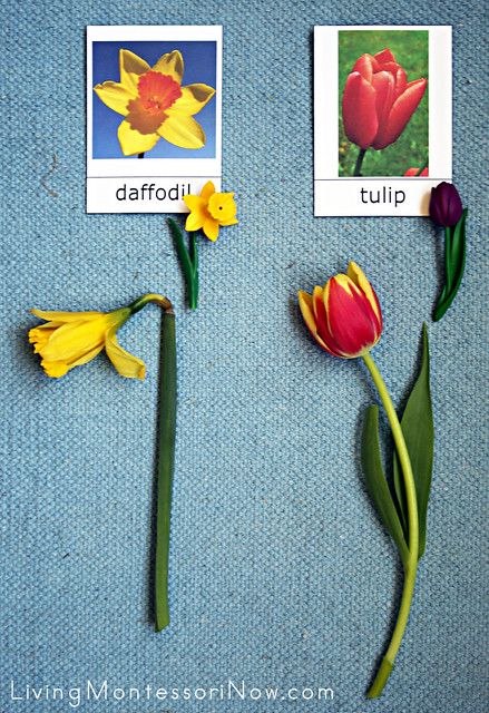Flower Identification and Matching Activity