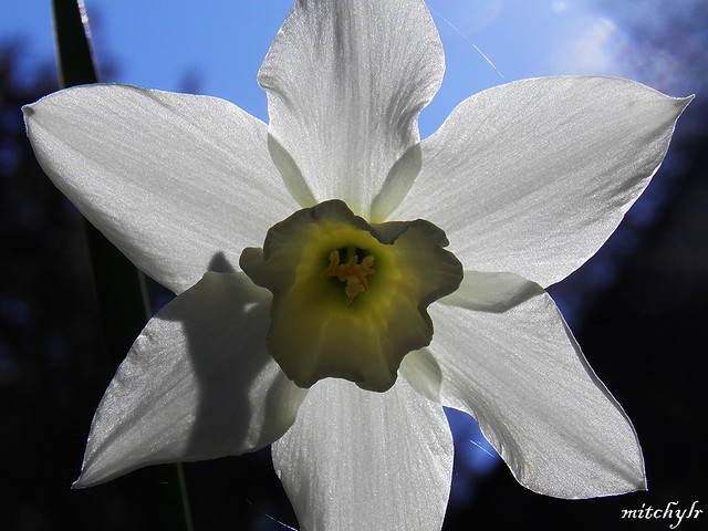 Backlit White Daffodil 1
