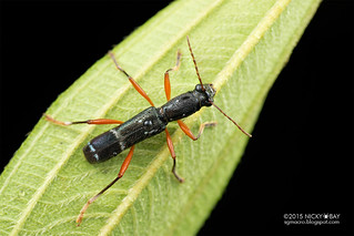 Longhorn beetle (Sclethrus amoenus) - DSC_7308
