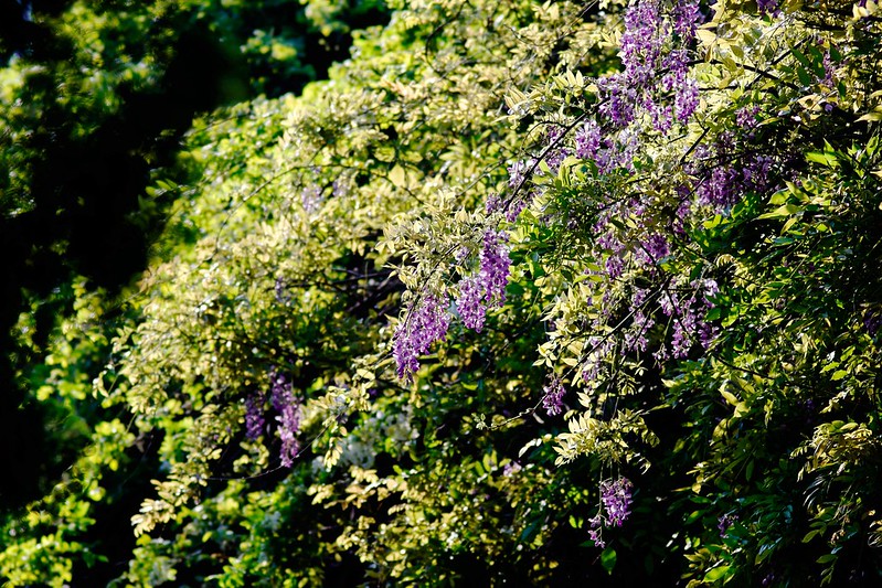 舊日時光的紫藤花
