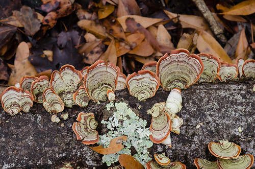 fungi stereumostrea falseturkeytail