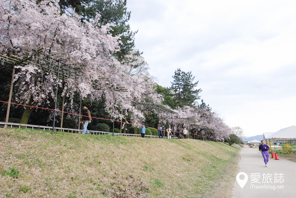 京都赏樱景点 半木之道 11