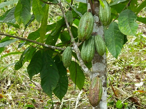uganda cacao cacaotree theobromacacao bigodi taxonomy:binomial=theobromacacao