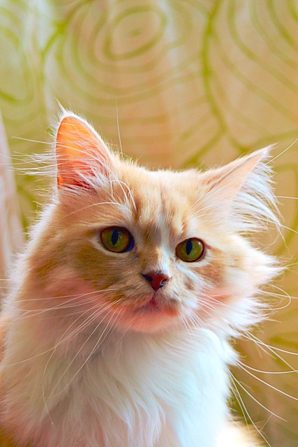 Persi, gato crudo y vainilla de pelo largo y ojos cobre APTO PARA PERROS, nacido en Julio´13, necesita hogar. Valencia. ADOPTADO. 17350969983_56c21f16ec_z