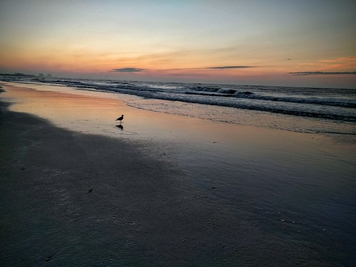 beach sunrise seagull nj oceancity