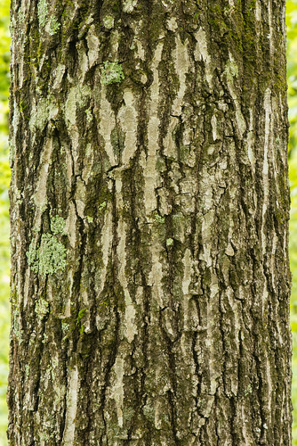 tree native bark trunk redoak fagaceae dicots quercusrubra