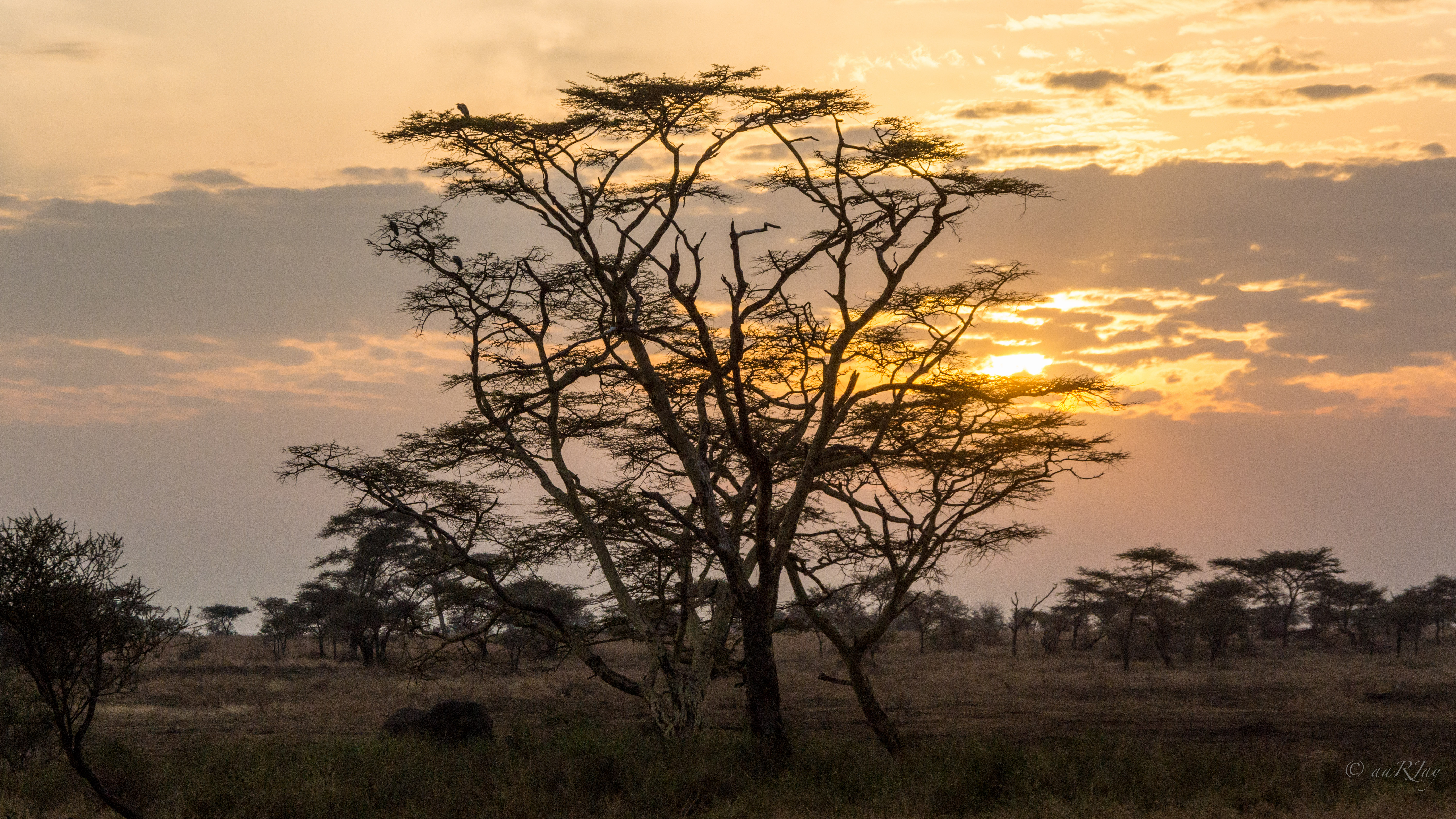 Typical African Golden Sunset With Acacia Tree In 