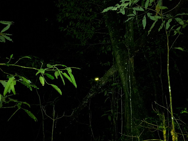 Rain forest at night (some creature looking at me)