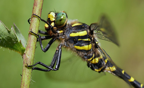 zweigestreiftequelljungfer cordulegasterboltonii kolvenderbach ostbelgien gx7 libelle dragonfly odonata
