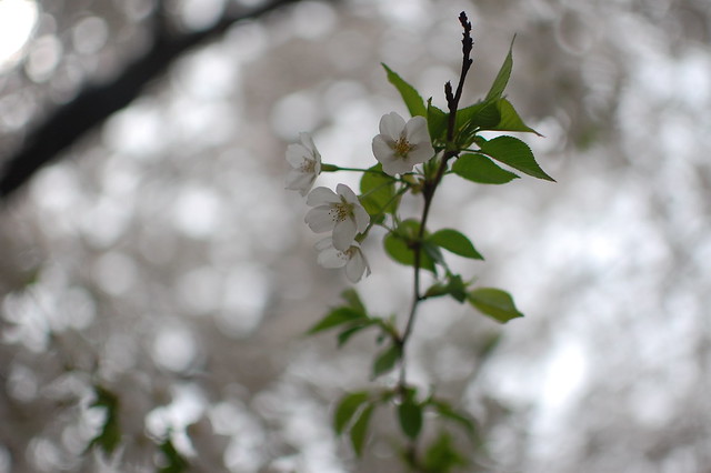 Cherry Blossoms, South Korea