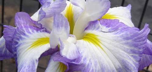 southcarolina sumtercounty swanlakeirisgardens iris iridaceae flower lirio macro fence