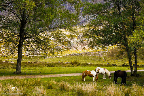 trees wild horses horse green portugal nature grass animals horizontal landscape nationalpark peace eating north vianadocastelo geres peneda lamasdemouro