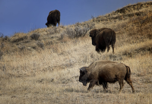buffalo northdakota badlands prairie bison greatplains trnp theodorerooseveltnationalpark americanbuffalo teddyrooseveltnationalpark northdakotabadlands nikond4 northerngreatplains tamron150600563