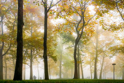 park autumn people tree nature fog landscape