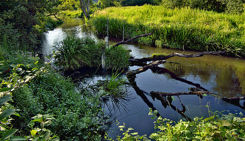green nature water grass river landscape poland polska natura pasture chiaroscuro nida zielony woda crippled trawa rzeka krajobraz pastwisko światłocień uszkodzone