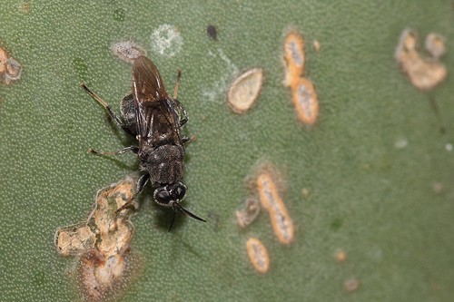 insectos moscas flies canoneosrebelt5i canoneos700d ef100mmf28macrousm raynoxdcr250 cyphomyiaerecta