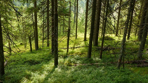 summer nature forest finland geotagged july fin 2016 pohjoiskarjala juuka fz200 201607 tahkovaara 20160701