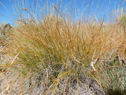 carexfilifolia threadleafsedge cyperaceae native matforming sedge mountainbigsagebrush sagebrushsteppe wisdom montana