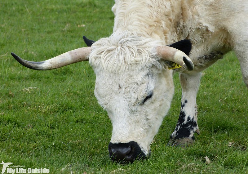 P1120283 - White Park Cattle, Dinefwr