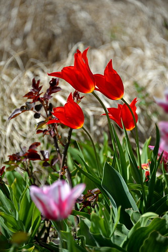 france tulips mosaic tulip parc redtulip