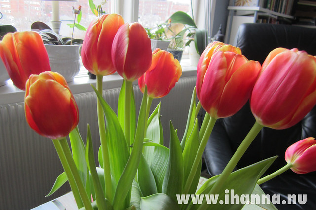 Happy red Tulips