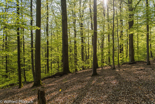 steigerwald naturwaldreservat waldnaturschutz naturwaldreservatnwr waldundforst