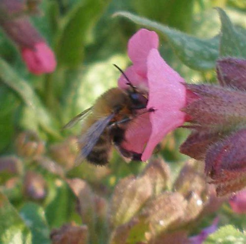 Hairy footed flower bee on lungwort 5