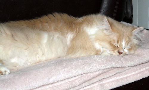 Persi, gato crudo y vainilla de pelo largo y ojos cobre APTO PARA PERROS, nacido en Julio´13, necesita hogar. Valencia. ADOPTADO. 17070979600_2fce31e8ed