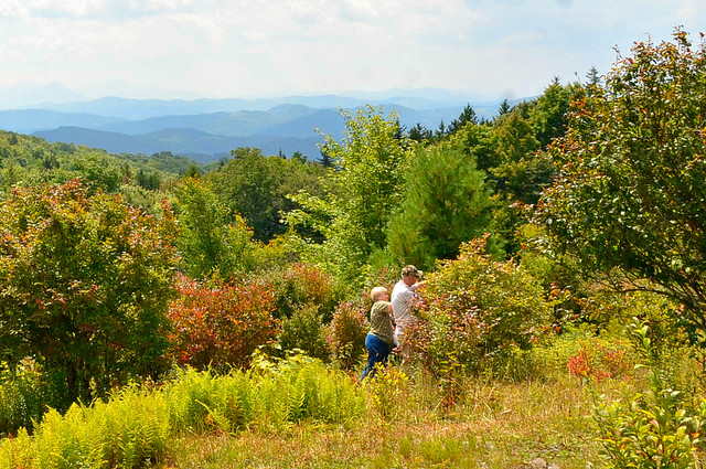 Our wild blueberries are ripe for the pickin' (in August) - Grayson Highlands State Park Virginia