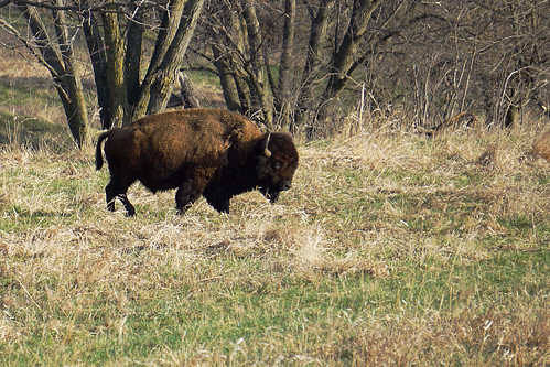 buffalo wildlife smith iowa bison neal refuge nealsmith