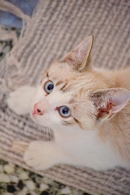 Newman, gatito siamés tabby de ojazos azul cielo esterilizado, nacido en Marzo´15, en adopción. Valencia. ADOPTADO. 17357840273_71c965929a_z