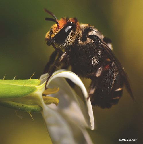 juliopupim macrofotografia polinização agriculturafamiliar sítiosãojoãopiracicabasp simbiose agriculturasintrópica abelhasolitaria agrotóxicomata melitoma bee