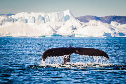 Humpback whale outside Ilulissat, Greenland