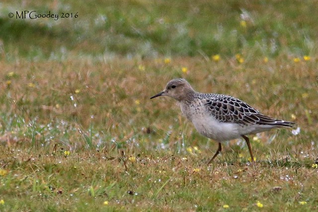 Buff-breasted Sandpiper (M.Goodey)