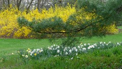 Evergreen Trees, Forsythia and Daffodils by the East Lake