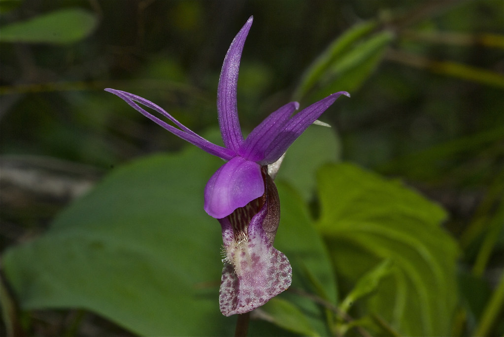 Fairyslipper, Calypso Orchid