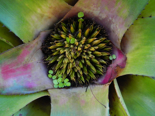 Looking down into the centre of a bromeliad in the Puerto Vallarta Botanical Garden