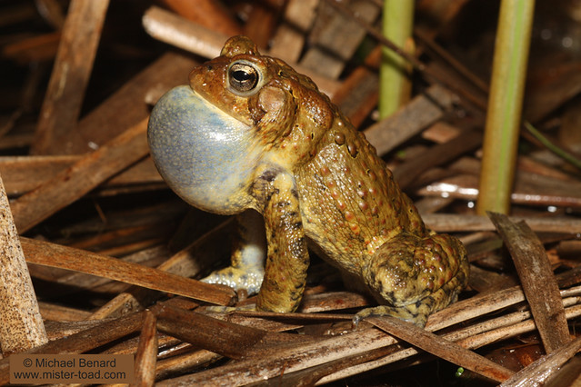 Calling American Toad