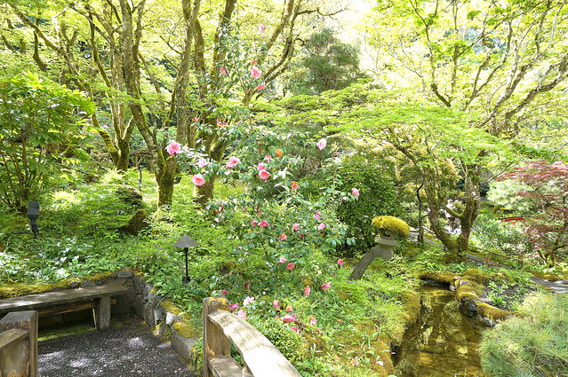 more Japanese garden