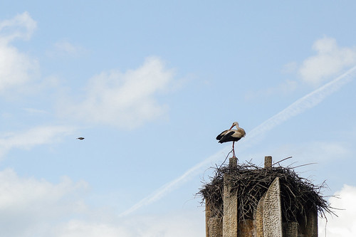 canon nest bulgaria stork 6d 24105 elitsa apriltsi elishka belishka