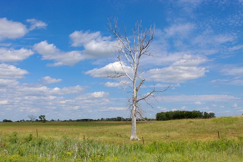 sheyenne national grassland northdakota dead tree blue sky cloud