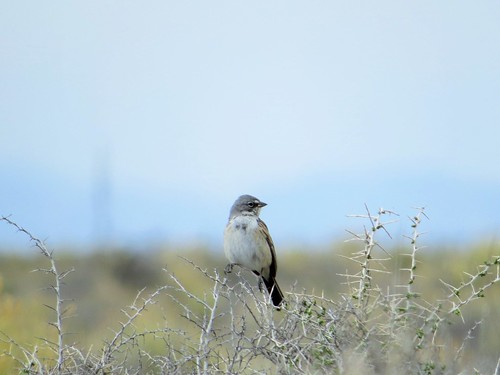bird birds sanluisvalley alamosacolorado sagebrushsparrow
