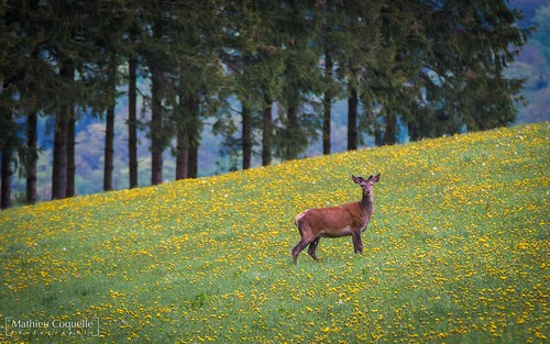 nikon belgique ardennes deer paysage printemps cerf faune bertrix d7100 régionwallonne tamronsp70200mmf28divcusd