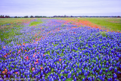 flowers flower 120 film mediumformat texas bluebonnet 6x9 wildflowers wildflower filmscan indianpaintbrush texaswildflowers washingtoncounty fuji6x9 fujigw690