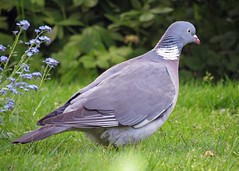  pigeon