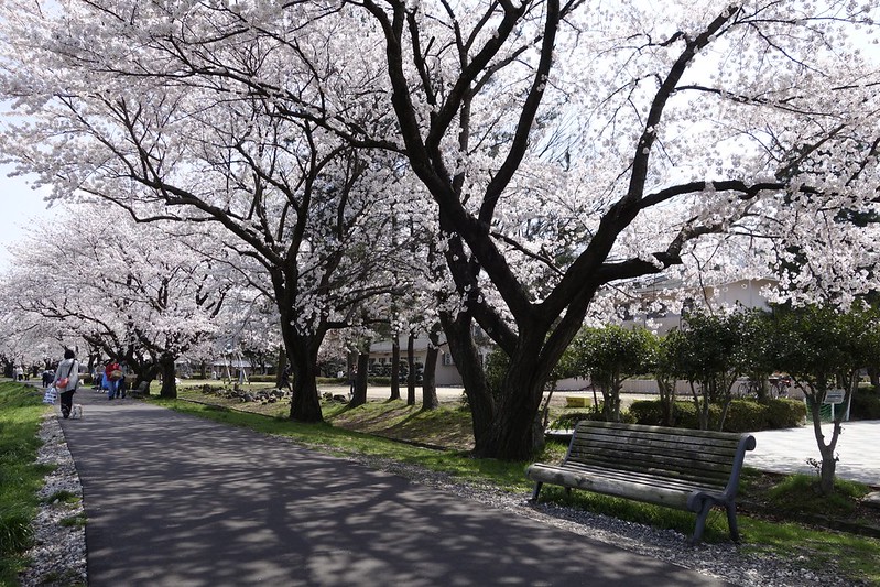 春を行く１７　金沢桜満開！　犀川沿いの桜