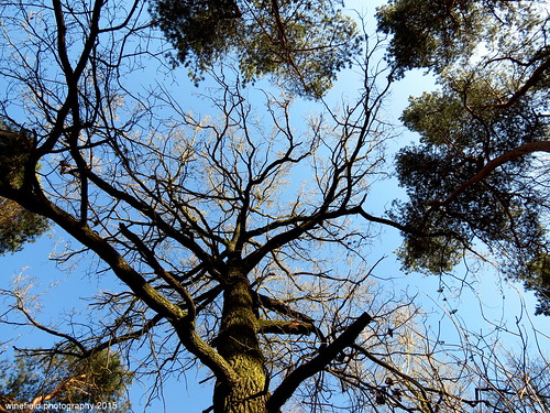 trees tree forest wald bäume baum treetop baumkrone