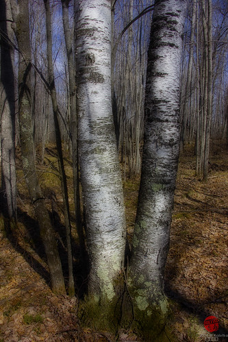 trees michigan birch barrens spreadeaglebarrens