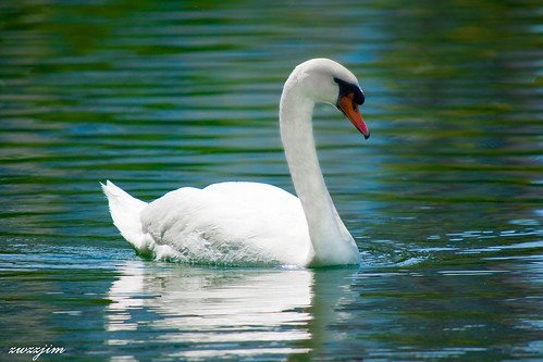 lake orlando swan eola
