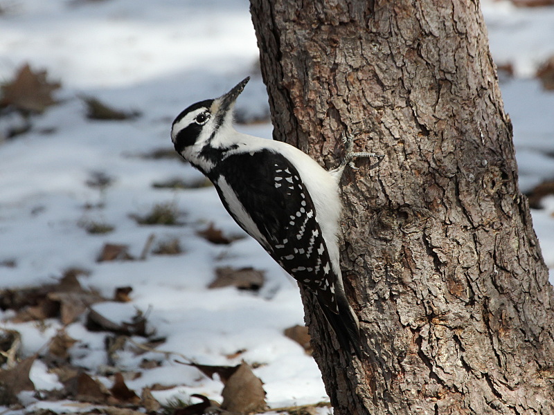 Photograph titled 'Hairy Woodpecker'